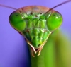 avatar of mantisCZ