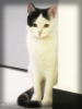 avatar of Bobcat