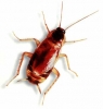 avatar of Roach
