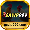 avatar of gavip999cam