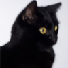 avatar of WebsterBolek