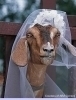 avatar of goatsecks