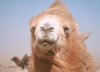 avatar of longcamel