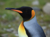 avatar of The King Penguin