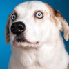 avatar of wuff