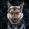 avatar of wuff