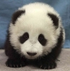 avatar of COH_Panda